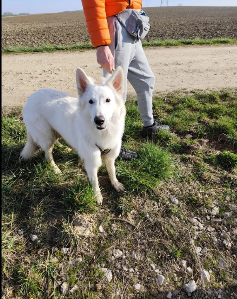 Bien Dans Ses Pattes Comportementaliste Canin A Mulhouse Cours Individuels Personnalises