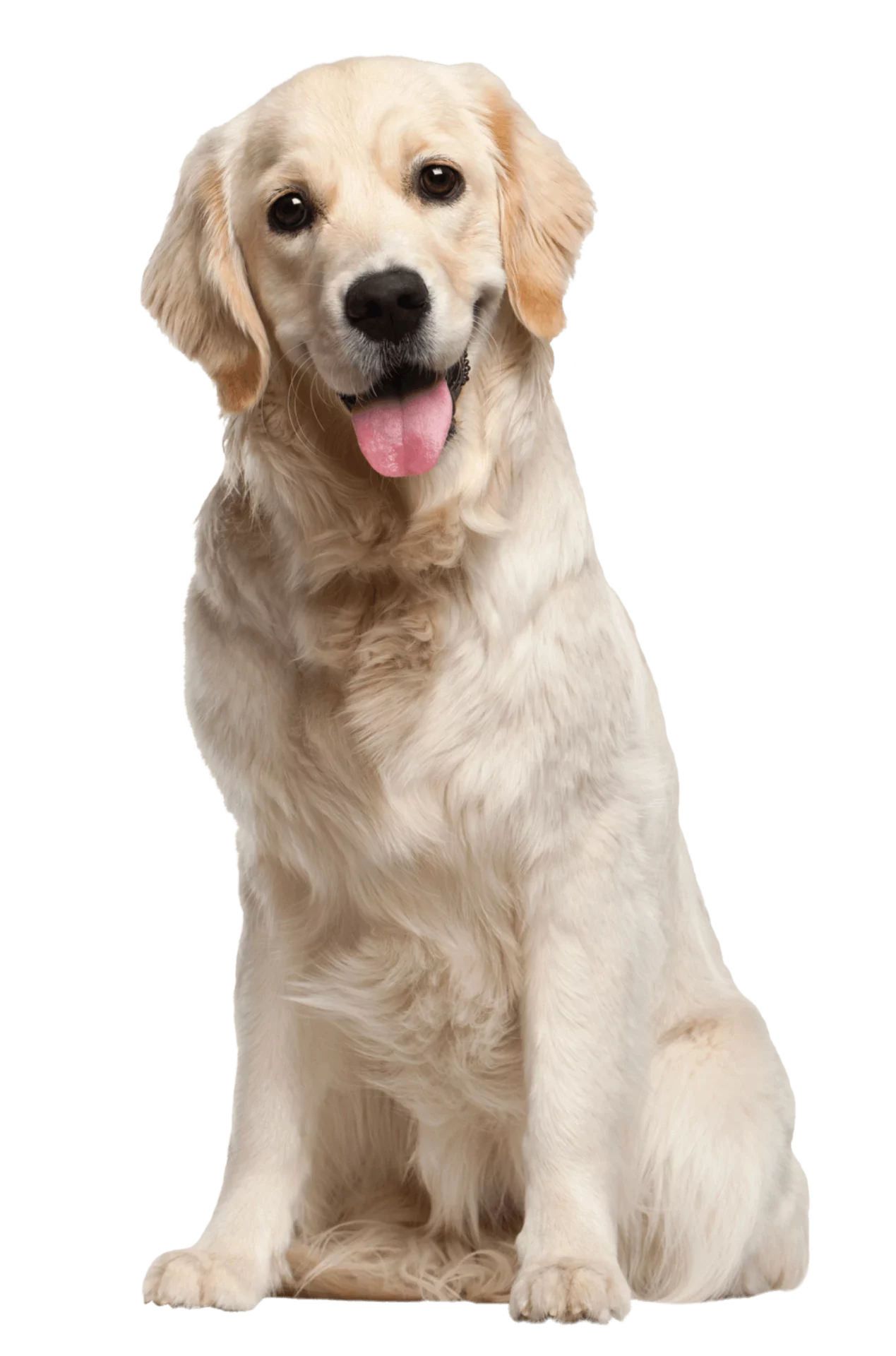 Bien Dans Ses Pattes Comportementaliste Canin A Mulhouse Mes Avis Clients