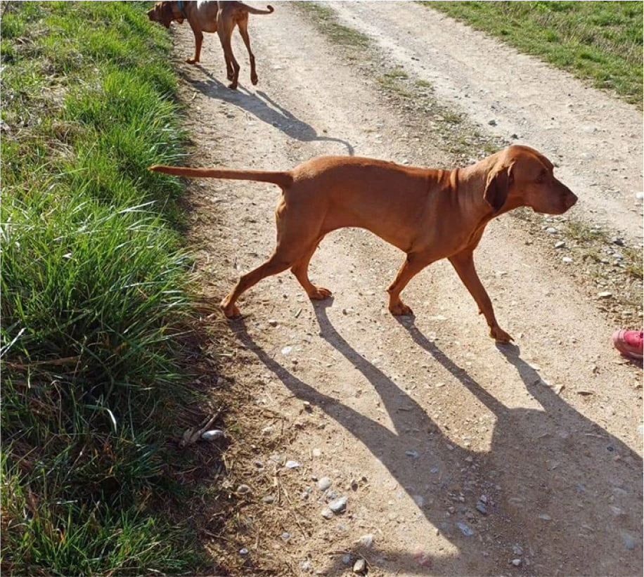 Bien Dans Ses Pattes Comportementaliste Canin A Mulhouse Votre Educateur Canin A Wolfersdorf Pres De Mulhouse 1