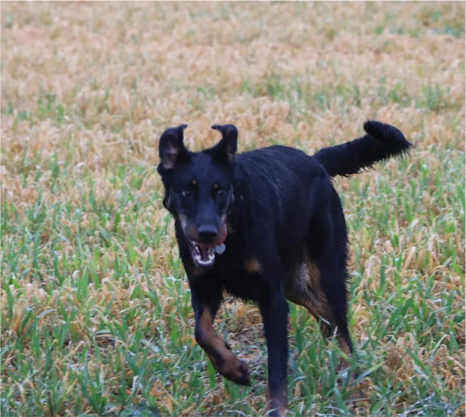 Bien Dans Ses Pattes Comportementaliste Canin A Mulhouse Votre Educateur Canin A Wolfersdorf Pres De Mulhouse 2