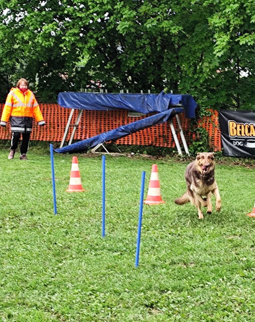 Bien Dans Ses Pattes Comportementaliste Canin A Mulhouse Bien Dans Ses Pattes Comportementaliste Canin A Mulhouse Sport Canin 2