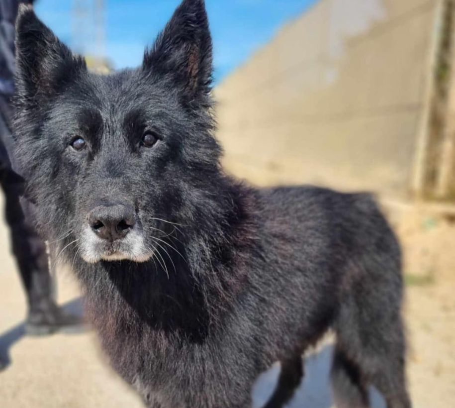 Bien Dans Ses Pattes Comportementaliste Canin A Mulhouse Bien Dans Ses Pattes Comportementaliste Canin A Mulhouse Votre Comportementaliste Canin A Wolfersdorf Pres De Mulhouse 5