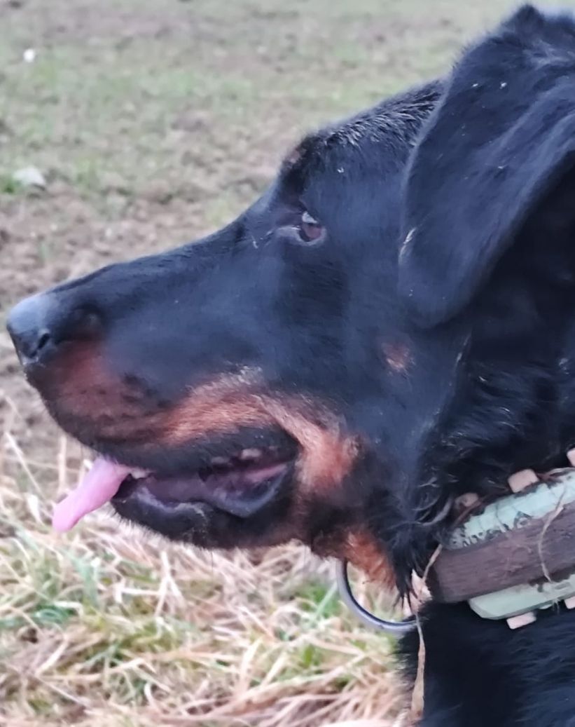 Bien Dans Ses Pattes Comportementaliste Canin A Mulhouse Bien Dans Ses Pattes Comportementaliste Canin A Mulhouse Votre Educateur Canin A Wolfersdorf Pres De Mulhouse 1