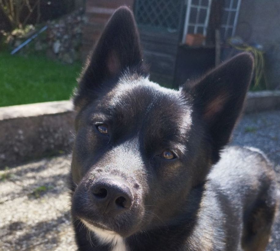 Bien Dans Ses Pattes Comportementaliste Canin A Mulhouse Bien Dans Ses Pattes Comportementaliste Canin A Mulhouse Votre Educateur Canin A Wolfersdorf Pres De Mulhouse 5