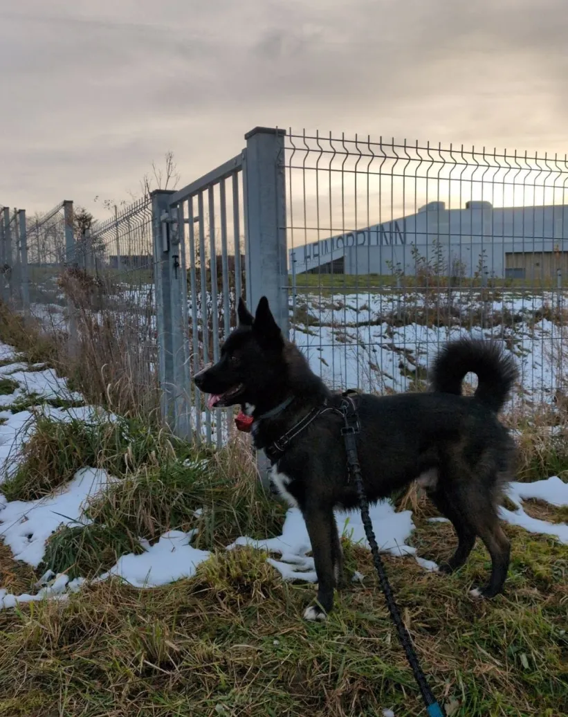 Bien Dans Ses Pattes Comportementaliste Canin A Mulhouse Mantrailing