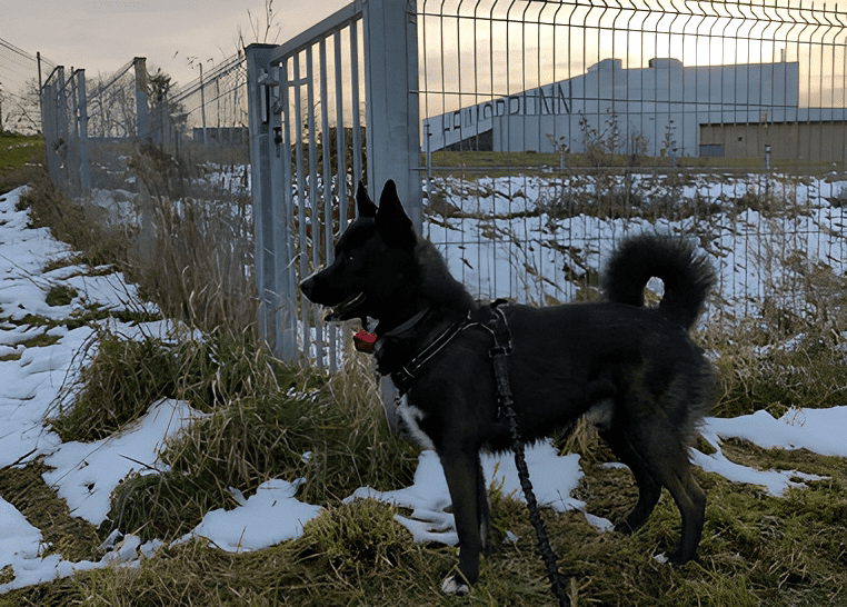 Bien Dans Ses Pattes Comportementaliste Canin A Mulhouse Upscaled 2x Image